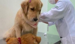 野狗爆料饺子视频在线观看,揭秘网络红人幕后故事